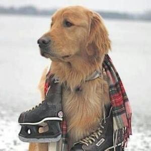 Meet your Posher, Robert